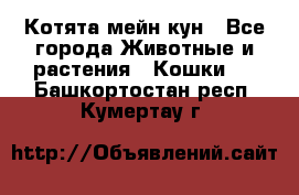 Котята мейн кун - Все города Животные и растения » Кошки   . Башкортостан респ.,Кумертау г.